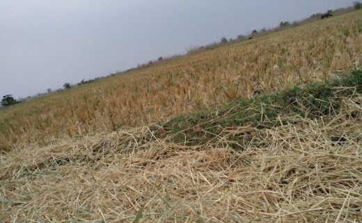 Danni agricoli causati da eventi climatici