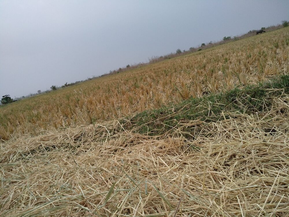 Danni agricoli causati da eventi climatici