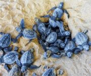 Nidi di Caretta caretta sulla spiaggia