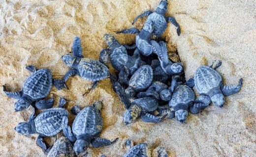 Nidi di Caretta caretta sulla spiaggia