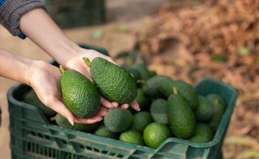 Campo di avocado in Sicilia